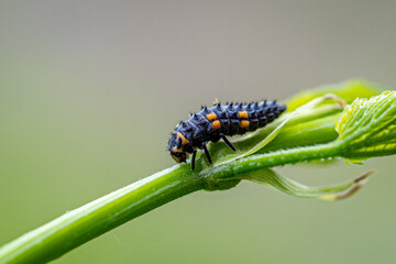 caterpillar on a leaf