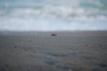 crab on the beach