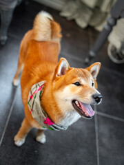 Shiba Inu cute smiling dog playing and having fun