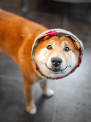 Shiba Inu cute smiling dog playing and having fun