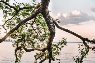 Water landscape. A large reservoir in the rays of the setting sun. In the foreground, a tree hanging in the water. There is a cloud in a frame of branches.