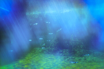 Fototapeta na wymiar Incredible Underwater Photos. A Few Penguins Are Swimming Underwater In The Rays Of Light Shining Through The Water.