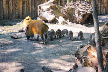 Red River Hog With Few Little Piglets In The Zoo