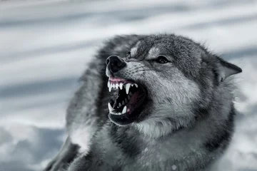 Schilderijen op glas Grey grinning wolf (Canis lupus) in the winter forest © Eva