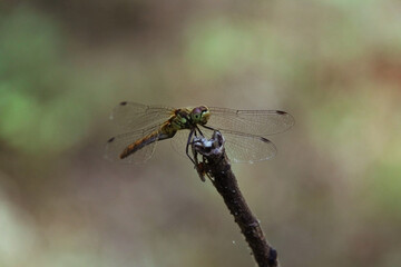 Green dragonfly sitting on a branch