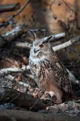 Eurasian (european) eagle-owl in the autumn forest