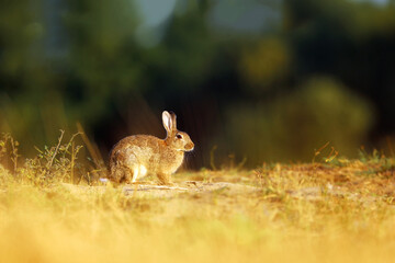 Obraz na płótnie Canvas European rabbit or common rabbit, Oryctolagus cuniculus, on summer meadow during sunrise. Czech republic