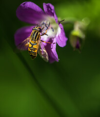 An insect that picks nectar from a purple flower on the meadow in Swedish nature during the month of June