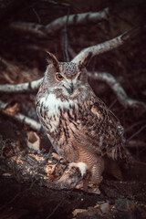 Eurasian eagle-owl (Bubo bubo) in the autumn forest