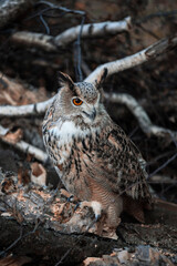 Eurasian eagle-owl (Bubo bubo) in autumn