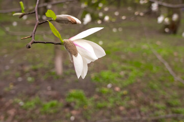 White magnolia flower close-up. Natural background.