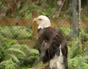 american bald eagle Jupiter Florida