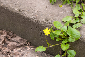 Little yellow flower on cement sidewalk. Ficaria verna, Ranunculus ficaria