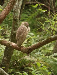 bird sleeping on a branch