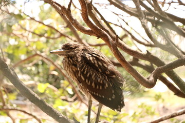 Brown bird perched on a branch