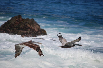 seagull in flight
