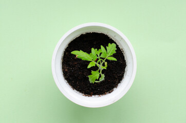 Tomato sprout in a cup with ground on light green background.