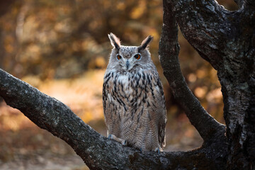 Eurasian eagle-owl on a tree branch in autumn