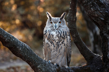 Eurasian eagle-owl (Bubo bubo) sitting on a tree branch in autumn