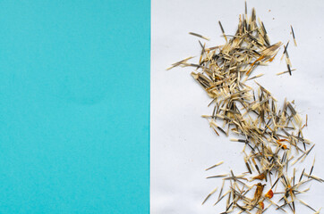 Marigold seeds on paper sheet on light blue background with copy space.