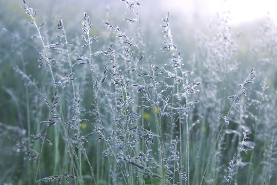 Meadow fescue grass covered with morning dew