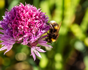 Beautiful bumble bee upside down on a chive flower
