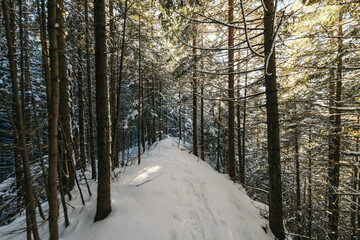 Fototapeta premium A path with trees on the side of a snow covered forest