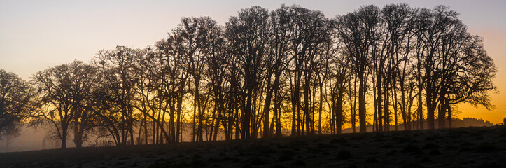 Fototapeta na wymiar Silhouette of a grove of oak trees at sunrise near Jefferson, Oregon