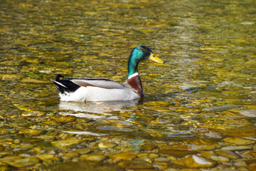 most beautiful duck swims in the river