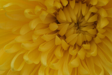 macro flower yellow