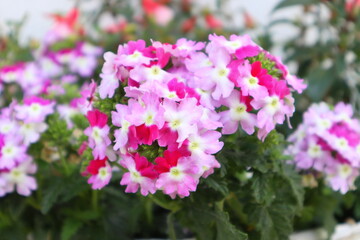 pink and white flowers