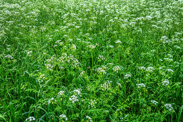 abstract background of wet grass and white flowers on a meadow in the forest