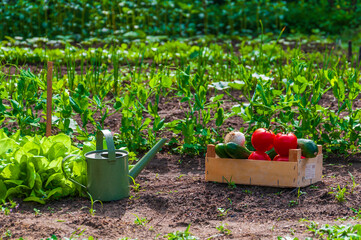 Eco garden with vegetables and watering can II