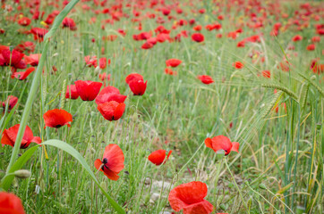 Road poppy, I will follow you wherever you go.
