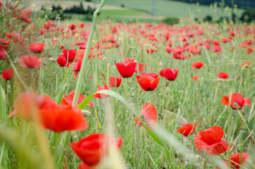 Road poppy, I will follow you wherever you go.