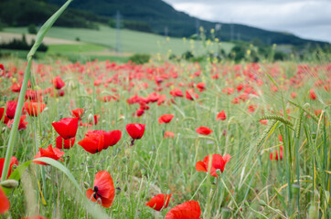 Road poppy, I will follow you wherever you go.