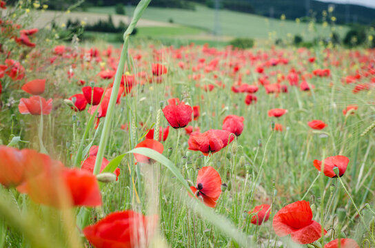 Road Poppy, I Will Follow You Wherever You Go.