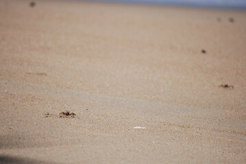 crab on sand
