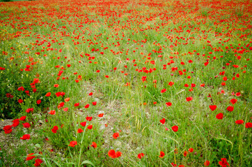 Road poppy, I will follow you wherever you go.