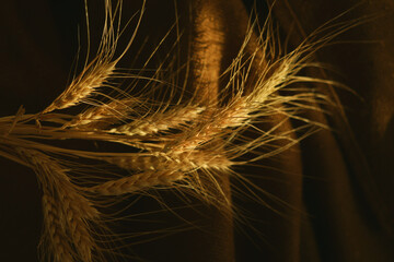 The golden heads wheat ears lie on a brown background.
