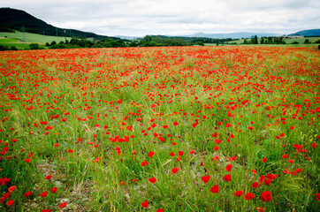 Road poppy, I will follow you wherever you go.