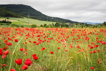 Road poppy, I will follow you wherever you go.
