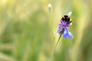 Hummel auf Kornblume