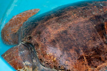 Loggerhead Turtle recovering from a marine related accident recover and release