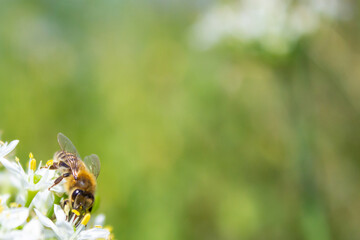 Honey bee apis mellifera on white flower while collecting pollen