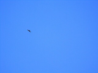 bird in the sky