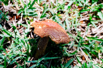 Close-up of mushroom and grass after rain
