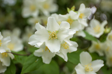 White jasmine flower close up