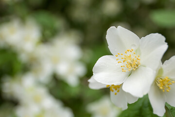 White jasmine flower close up