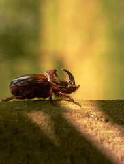 European rhinoceros beetle (Oryctes nasicornis holdhausi) Male, in the sunshine